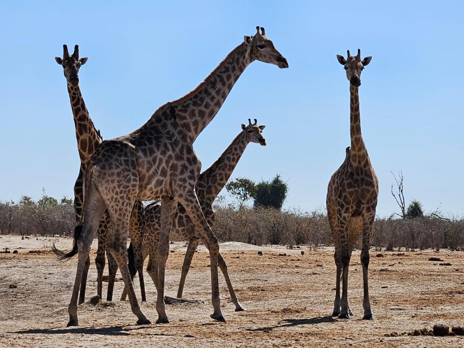 Xhabe Safari Lodge Chobe Muchenje Eksteriør bilde